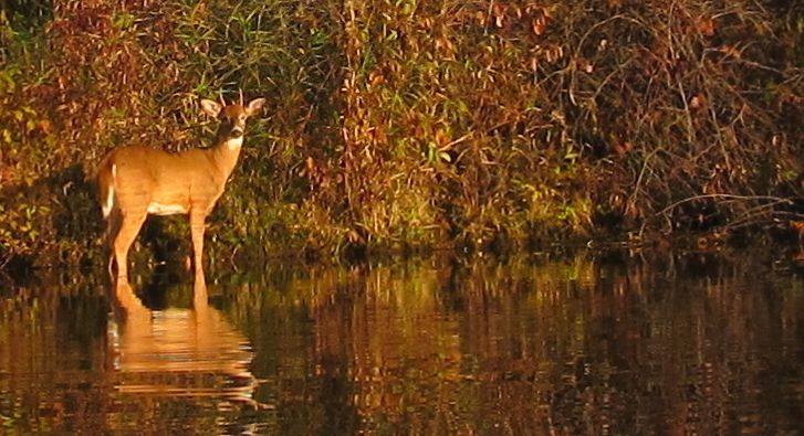 deer_Oct_23_2011_close_up.jpg